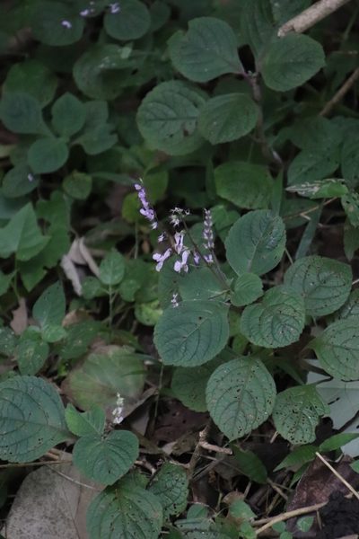 Plectranthus malvinus, photographed by Tony Rebelo