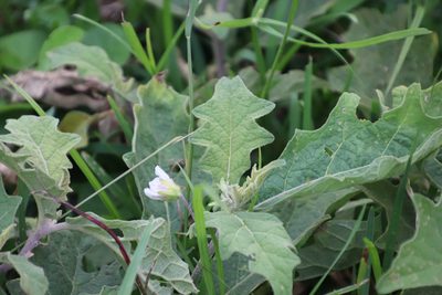 Solanum umtuma, photographed by Tony Rebelo
