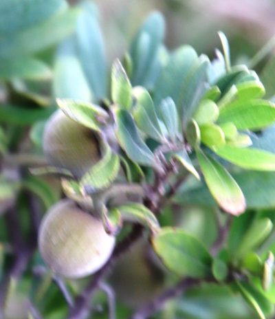 Diospyros pallens, photographed by Tony Rebelo