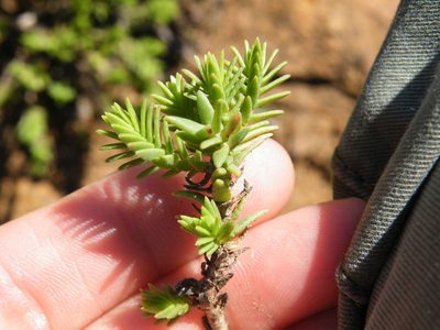Crassula ericoides, photographed by Antoinette Eyssell Knox