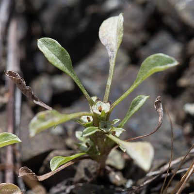 Hesperevax sparsiflora, photographed by Ken-ichi Ueda