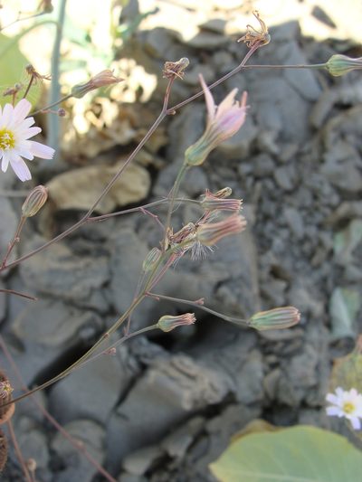 Malacothrix xanti, photographed by Alexis López Hernández
