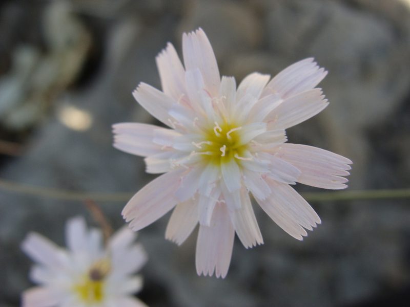 Malacothrix xanti, photographed by Alexis López Hernández