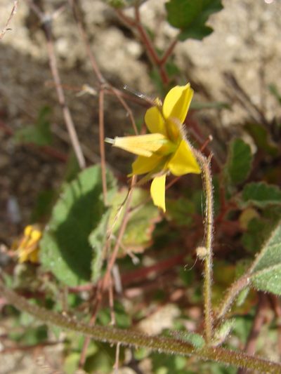 Hermannia palmeri, photographed by Alexis López Hernández