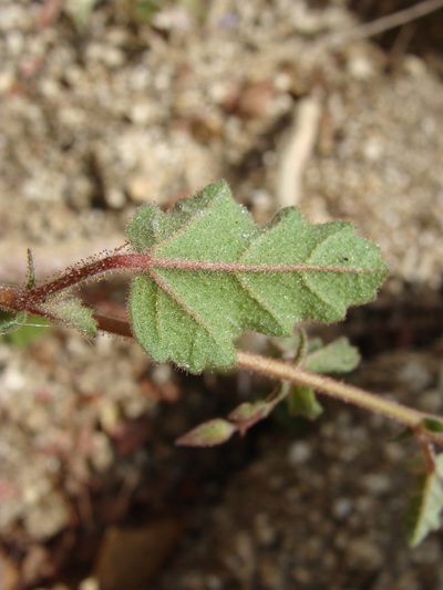 Hermannia palmeri, photographed by Alexis López Hernández