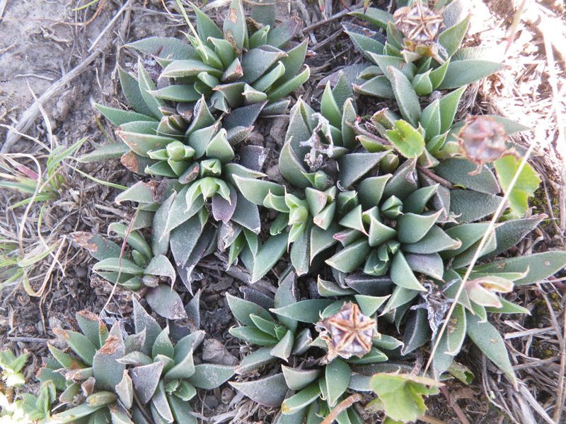 Bergeranthus leightoniae, photographed by Antoinette Eyssell Knox