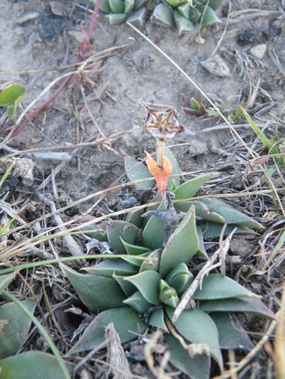 Bergeranthus leightoniae, photographed by Antoinette Eyssell Knox