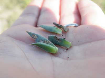 Bergeranthus leightoniae, photographed by Antoinette Eyssell Knox