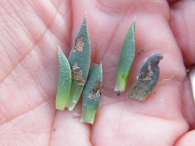 Bergeranthus leightoniae, photographed by Antoinette Eyssell Knox