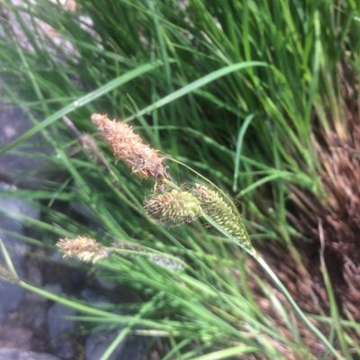 Carex nudata, photographed by Daniel Levitis