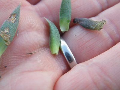 Bergeranthus leightoniae, photographed by Antoinette Eyssell Knox
