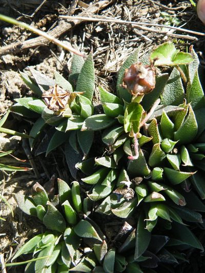 Bergeranthus leightoniae, photographed by Antoinette Eyssell Knox