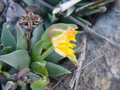 Bergeranthus leightoniae, photographed by Antoinette Eyssell Knox