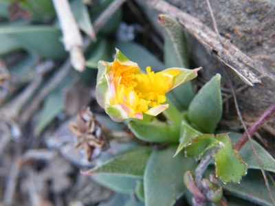 Bergeranthus leightoniae, photographed by Antoinette Eyssell Knox