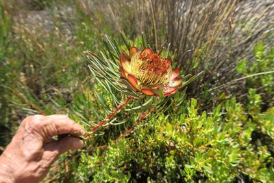 Protea acuminata, photographed by flamelily