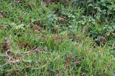 Cyperus intactus, photographed by Tony Rebelo