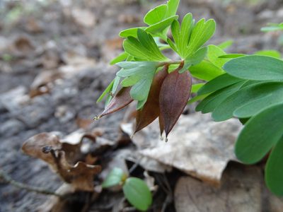 Corydalis pumila, photographed by Grzegorz Grzejszczak
