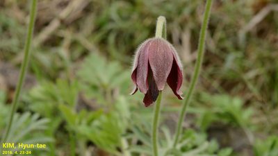 Pulsatilla cernua, photographed by Kim, Hyun-tae