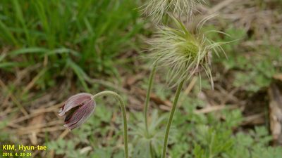 Pulsatilla cernua, photographed by Kim, Hyun-tae