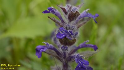 Ajuga multiflora, photographed by Kim, Hyun-tae