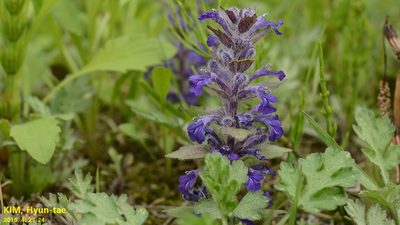 Ajuga multiflora, photographed by Kim, Hyun-tae