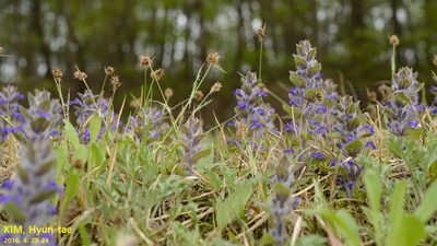 Ajuga multiflora, photographed by Kim, Hyun-tae
