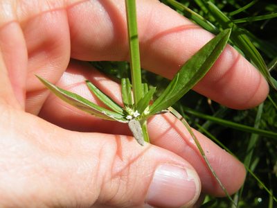 Spermacoce natalensis, photographed by Antoinette Eyssell Knox
