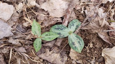 Trillium discolor, photographed by Leigha S