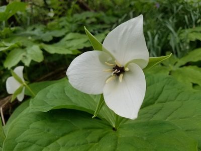 Trillium simile, photographed by Will Kuhn