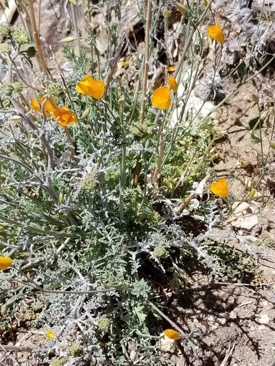 Eschscholzia androuxii, photographed by Rod