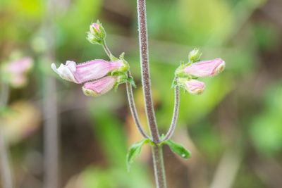 Penstemon australis, photographed by Dr. Andrew G. Cannizzaro