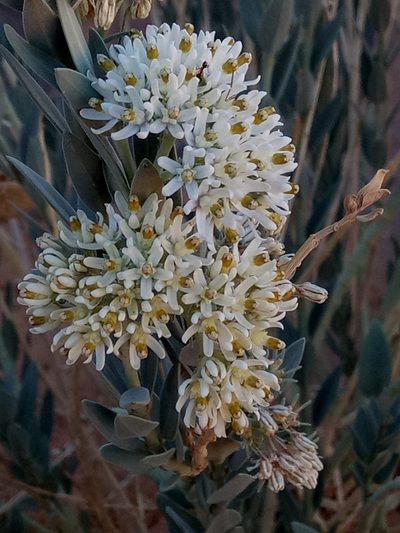 Solenostemma oleifolium, photographed by Karim Haddad