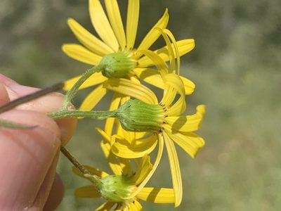 Senecio californicus, photographed by Jim Riley