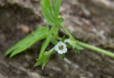 Phacelia ranunculacea, photographed by Gordon C. Snelling