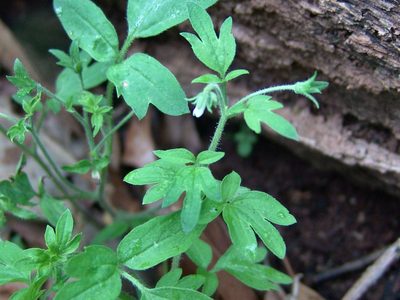 Phacelia ranunculacea, photographed by Gordon C. Snelling