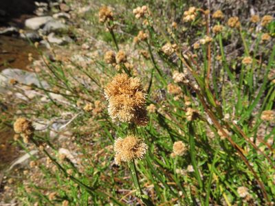 Baccharis sagittalis, photographed by Nicolás Lavandero