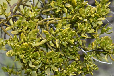 Phoradendron densum, photographed by Don Loarie
