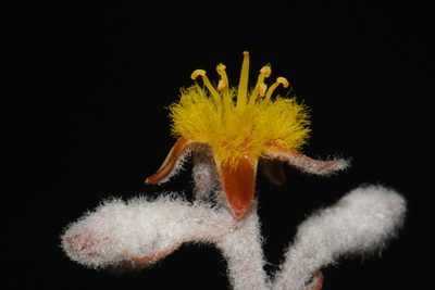 Lophiola aurea, photographed by Brian Finzel
