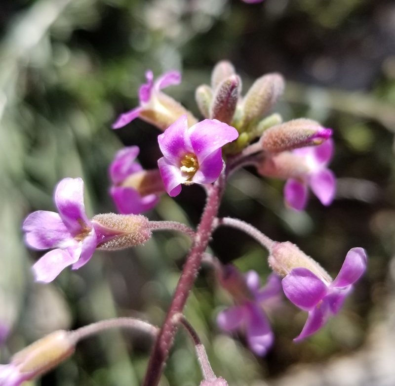 Boechera pulchra, photographed by Rod