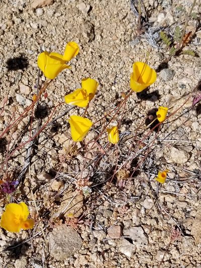 Eschscholzia androuxii, photographed by Rod