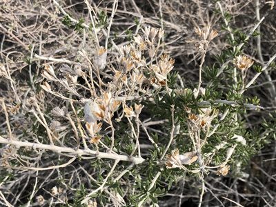 Tetradymia tetrameres, photographed by Tim Messick
