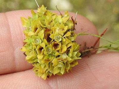 Lepuropetalon spathulatum, photographed by Sam Kieschnick