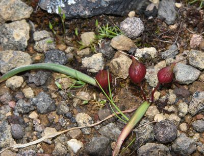 Allium cratericola, photographed by Don Loarie