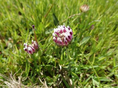 Trifolium grayi, photographed by joergmlpts
