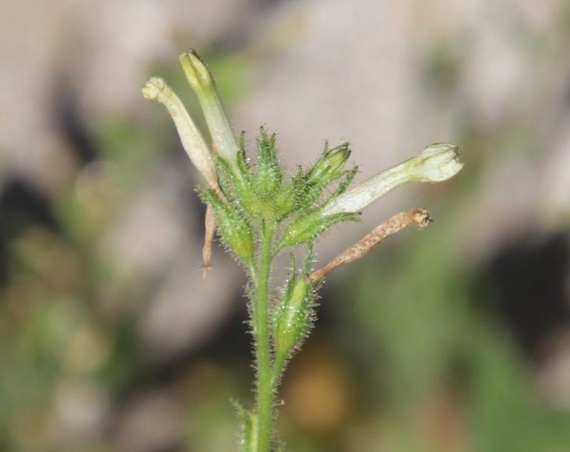 Nicotiana clevelandii, photographed by Millie Basden
