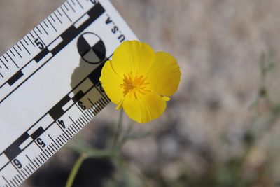 Eschscholzia parishii, photographed by Millie Basden