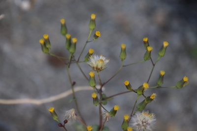 Senecio mohavensis, photographed by Millie Basden