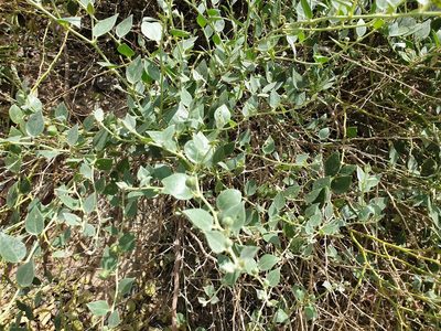 Capparis spinosa, photographed by Jacky Judas