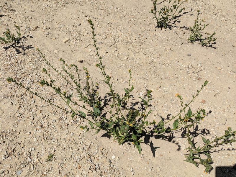 Amsinckia lycopsoides, photographed by Zack Abbey