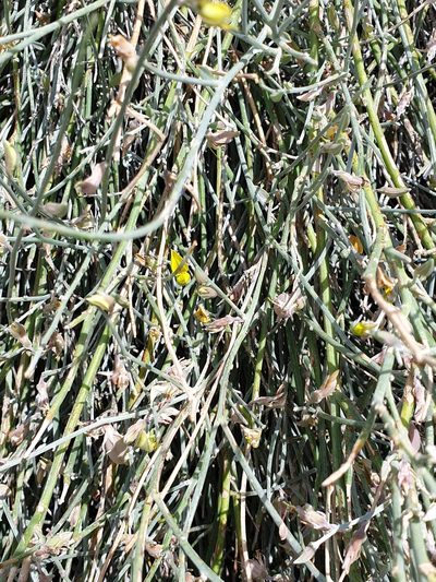 Crotalaria aegyptiaca, photographed by Jacky Judas